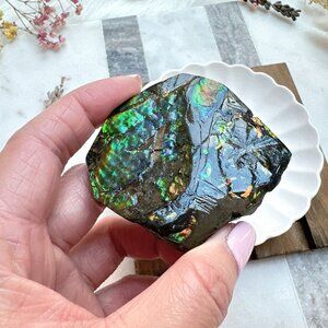 Gorgeous Canadian Ammolite Specimen